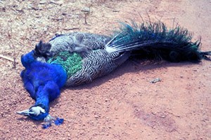 Dead Peacock